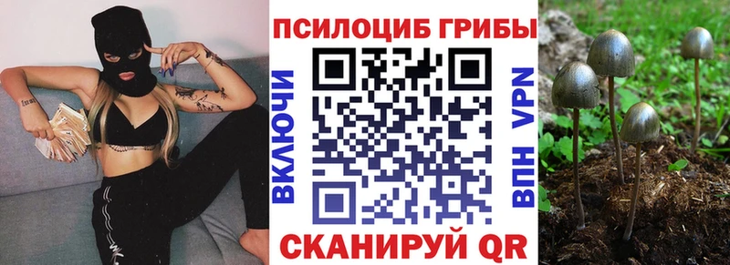 закладки Советская Гавань Псилоцибиновые грибы Psilocybe